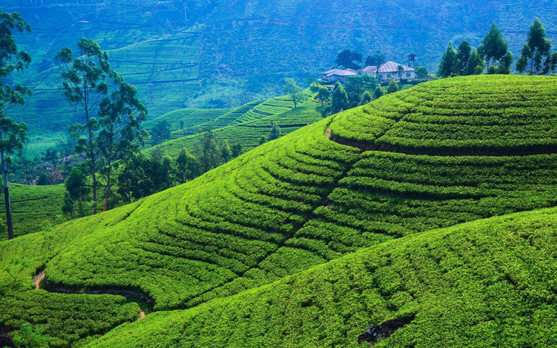Nuwara Eliya - Sri Lanka