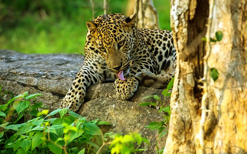 Yala National Park - Sri Lanka